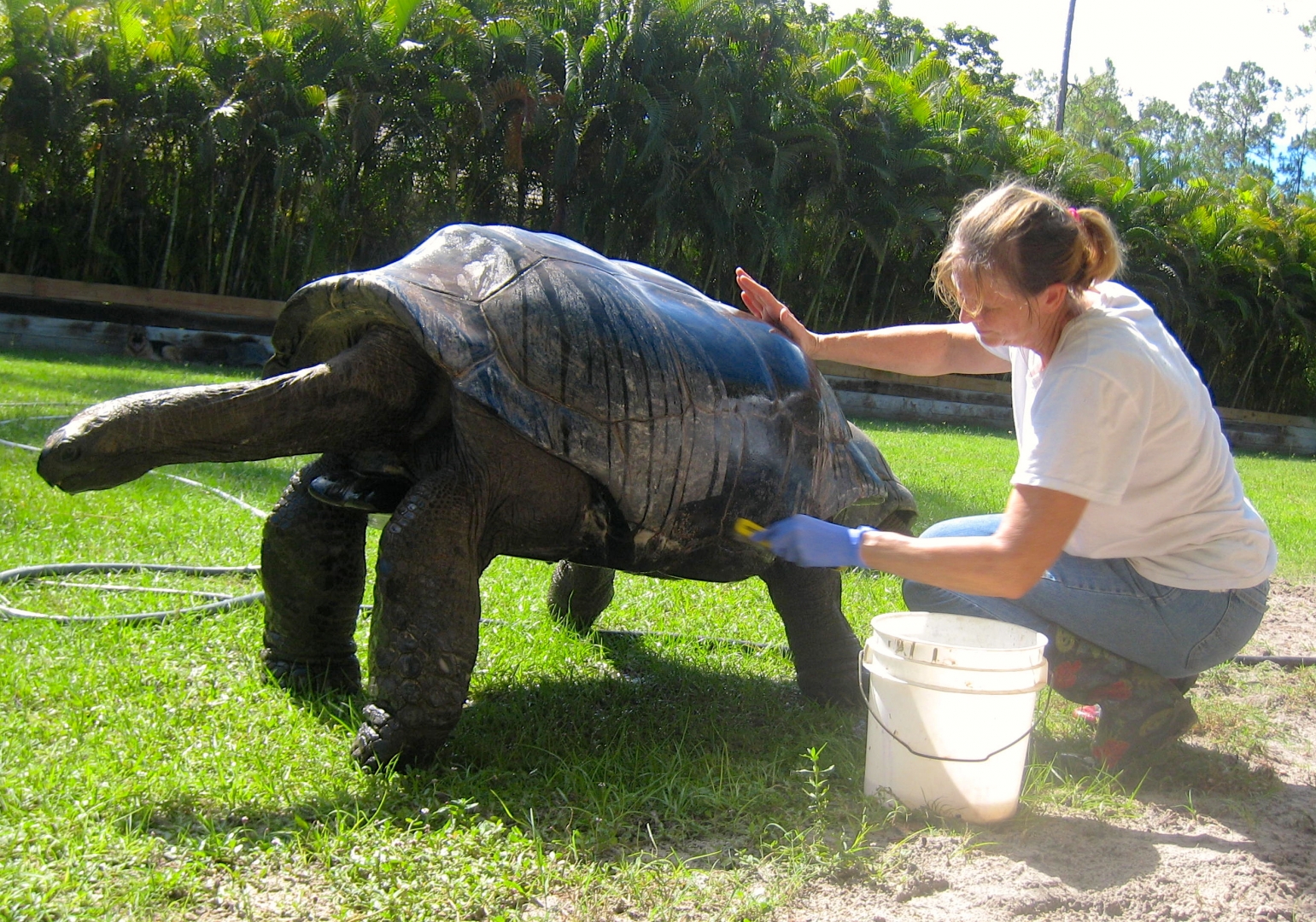 ALDABRA BREEDER