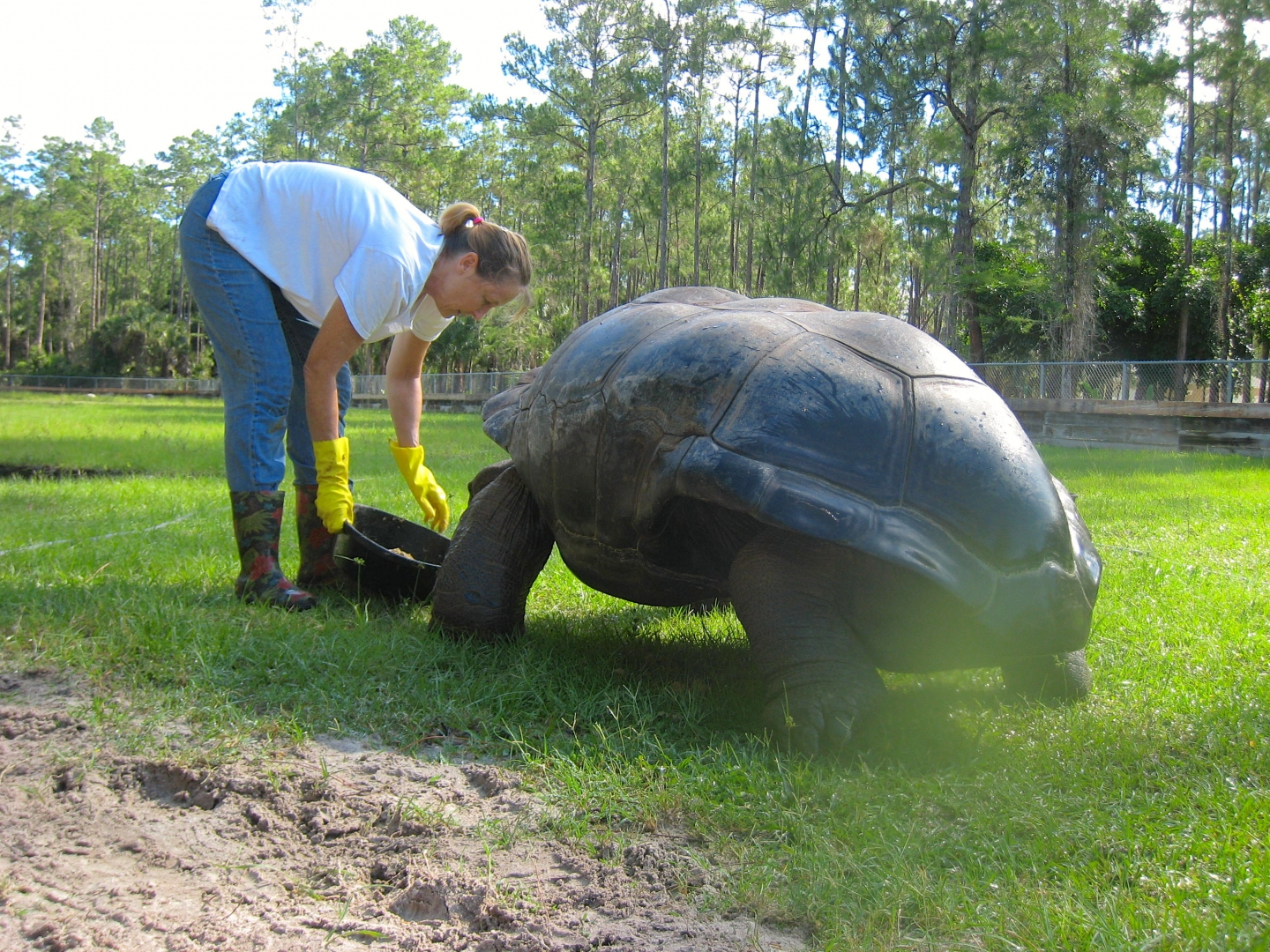 ALDABRA BREEDER