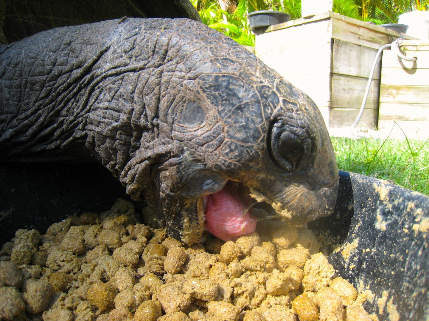 ALDABRA BREEDER