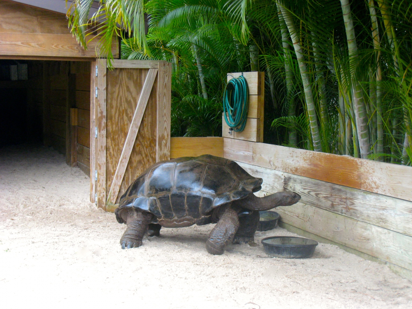 ALDABRA BREEDER