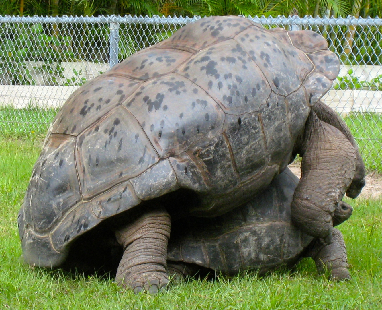 ALDABRA BREEDER