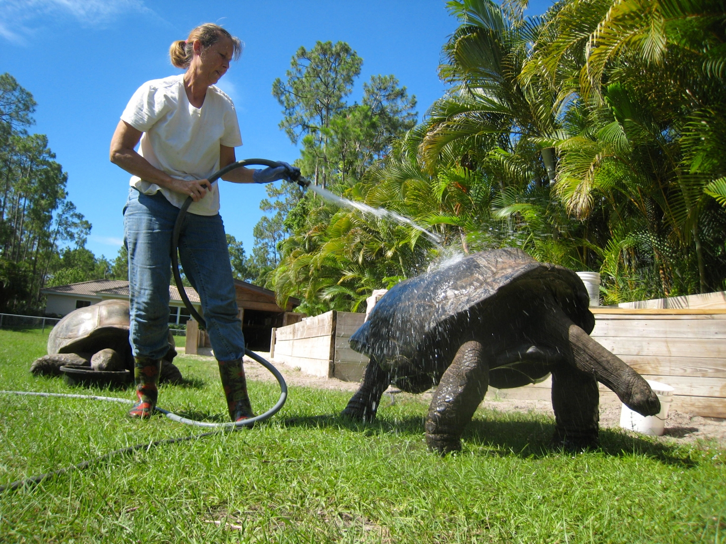 ALDABRA BREEDER