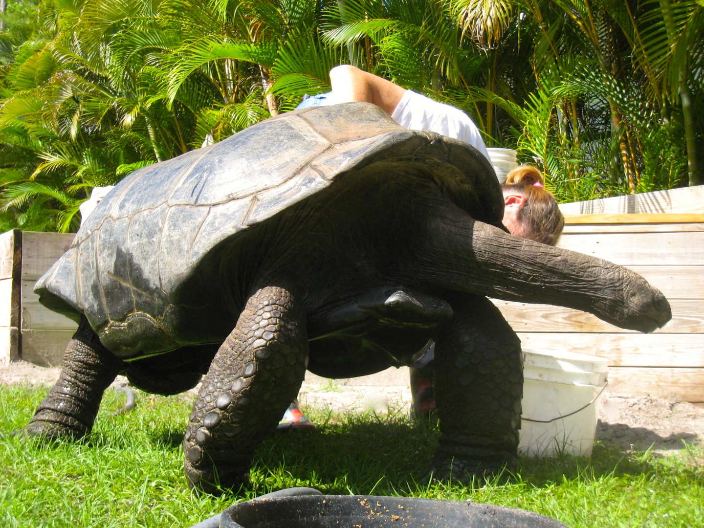 ALDABRA BREEDER