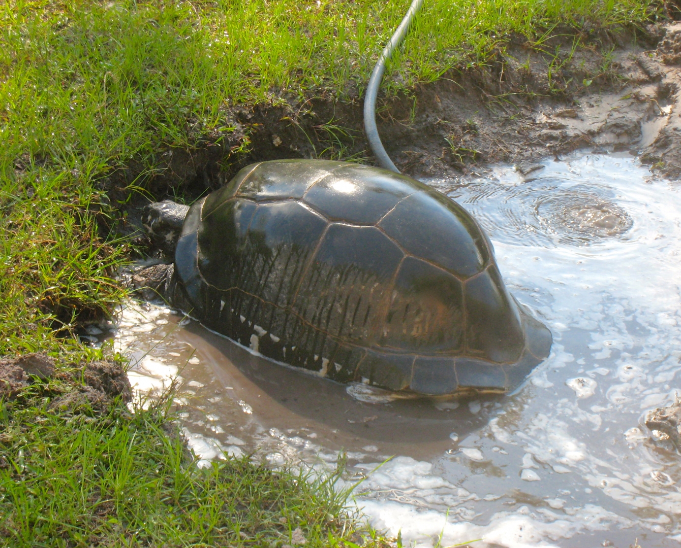 ALDABRA BREEDER