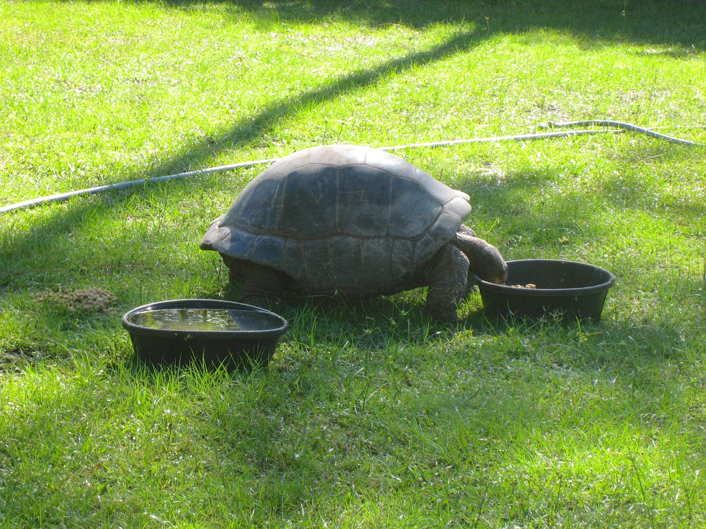 ALDABRA BREEDER