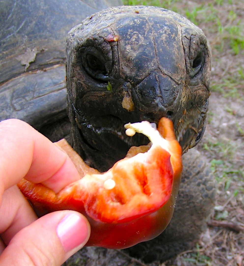ALDABRA BREEDER