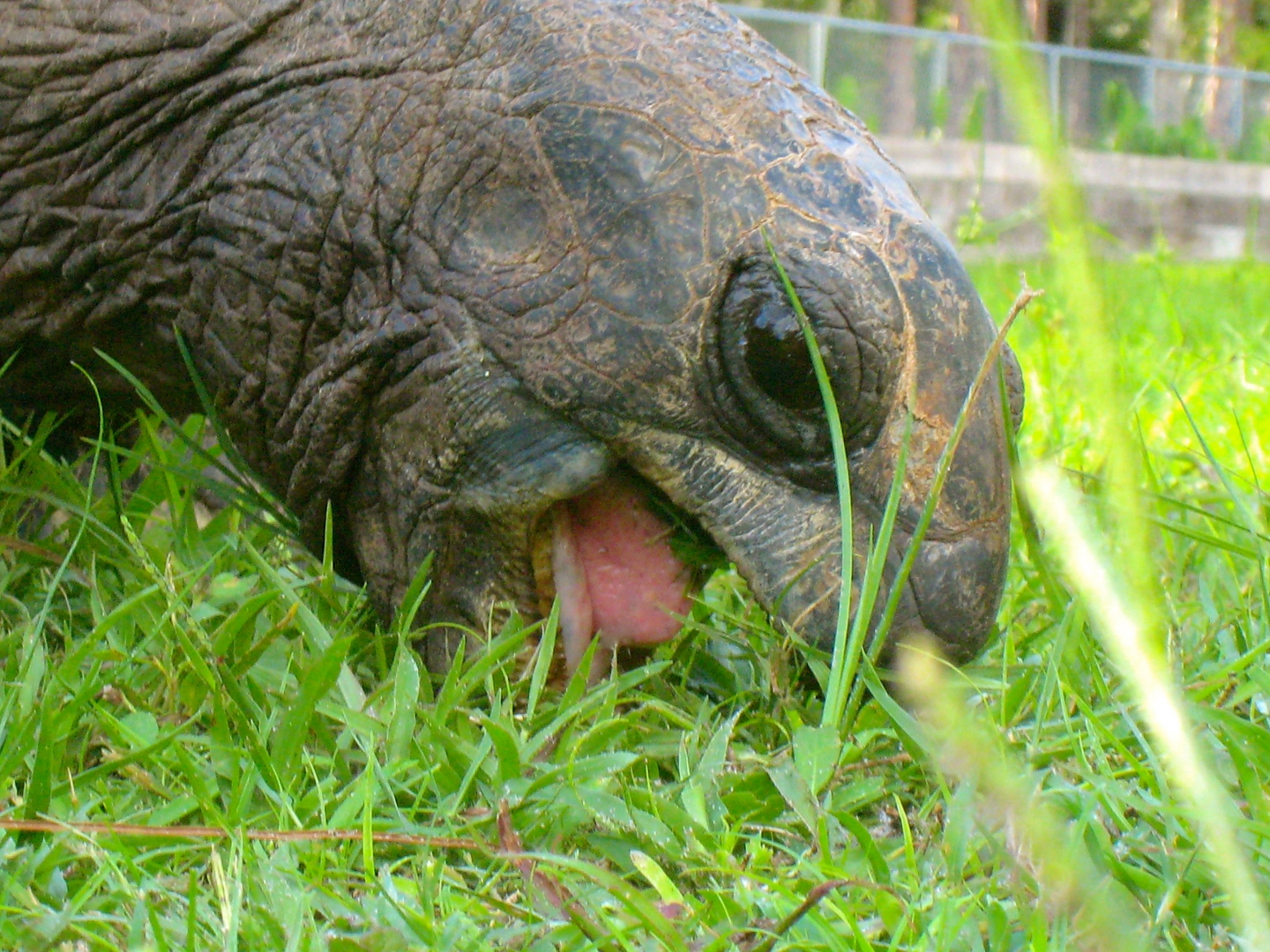 ALDABRA BREEDER