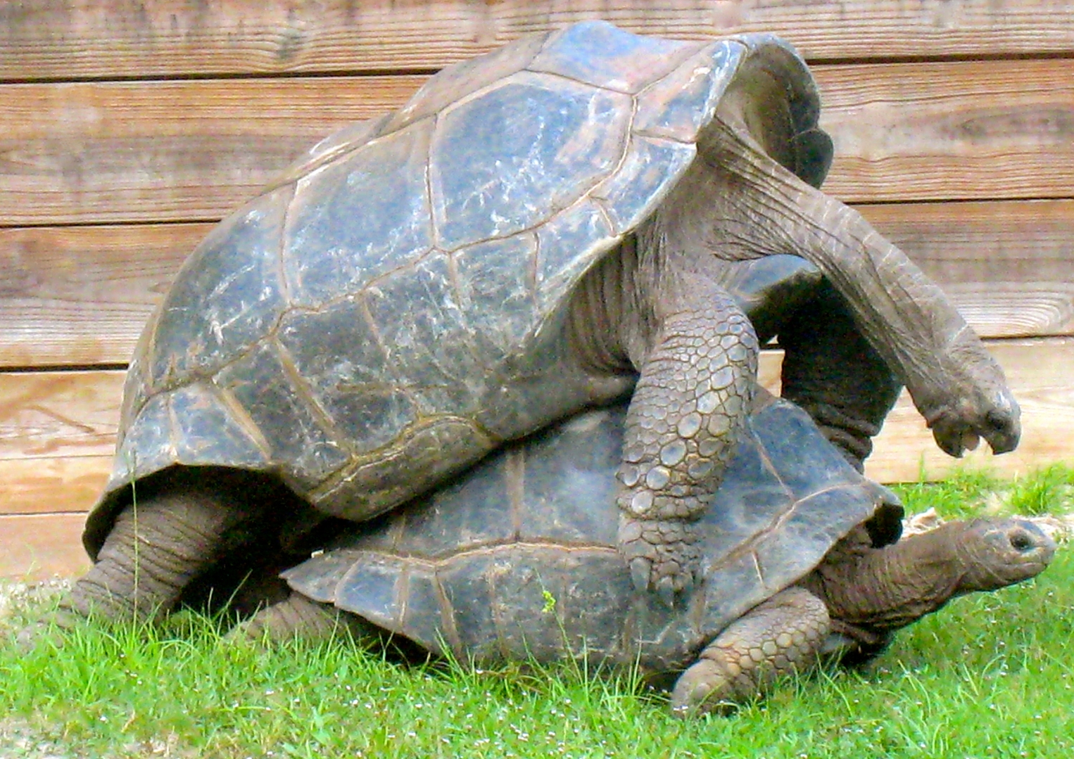 ALDABRA BREEDER