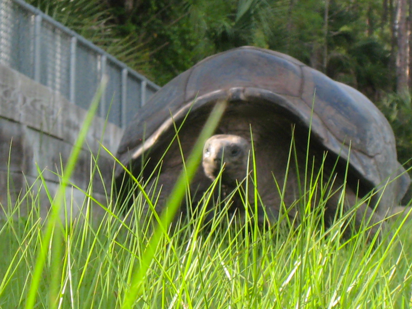 ALDABRA BREEDER