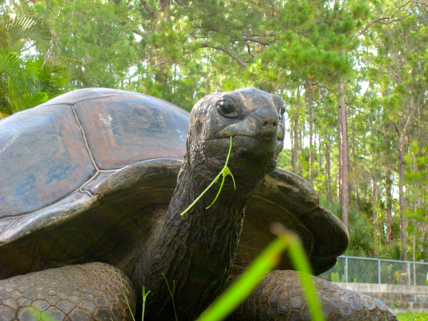 ALDABRA BREEDER