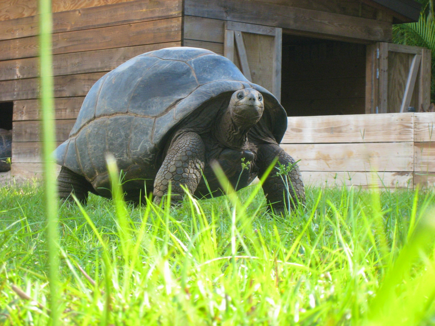 ALDABRA BREEDER