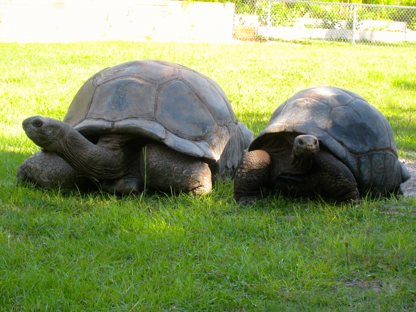 ALDABRA BREEDER