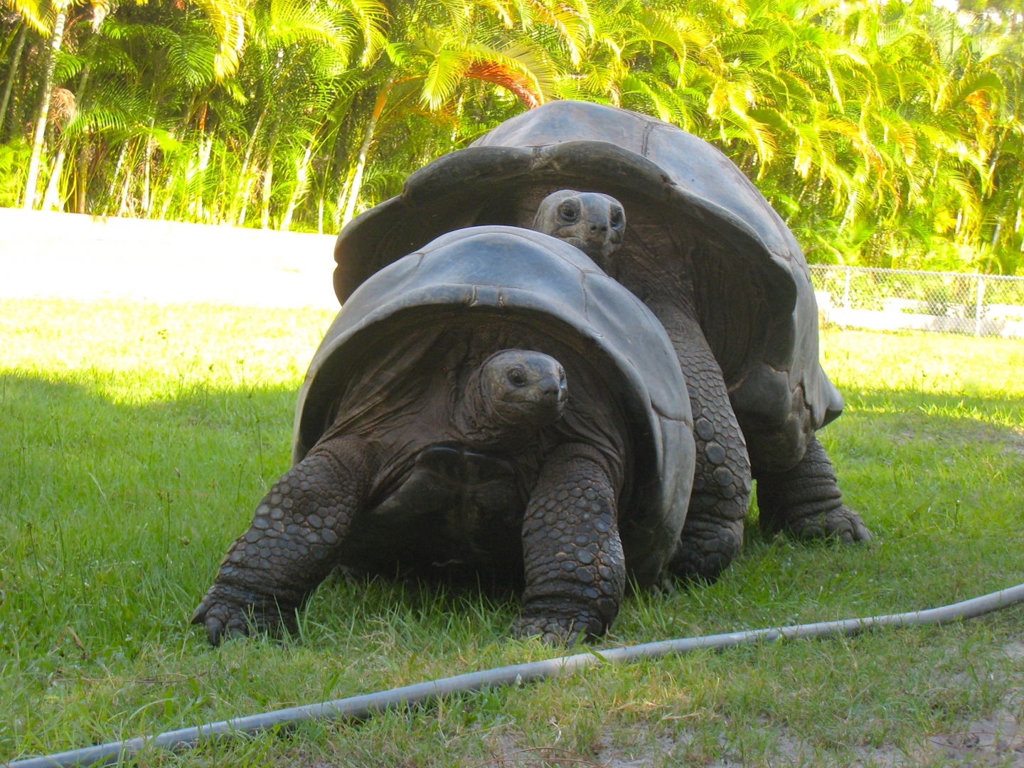 ALDABRA BREEDER