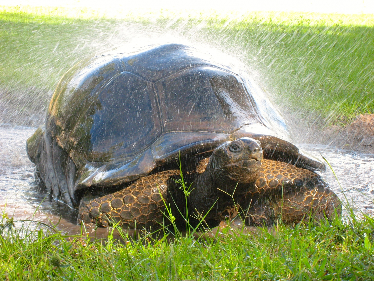 ALDABRA BREEDER