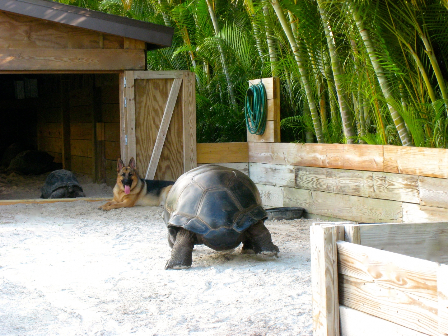ALDABRA BREEDER
