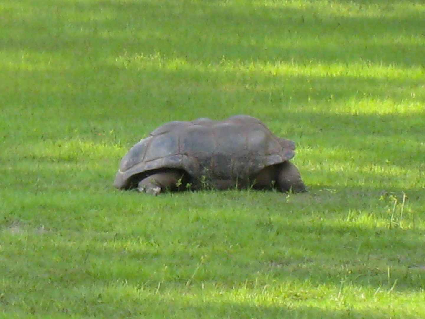 ALDABRA BREEDER