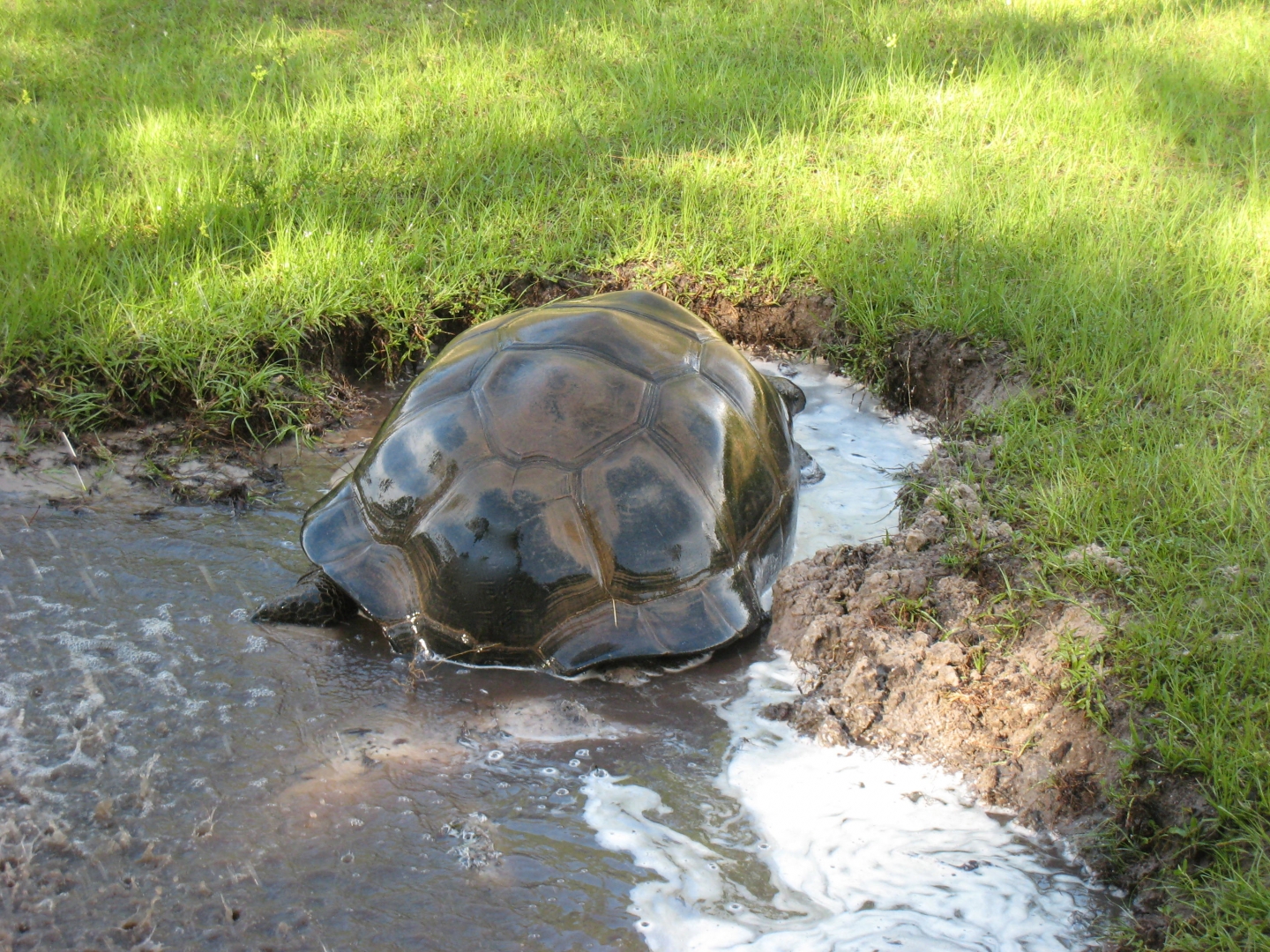 ALDABRA BREEDER