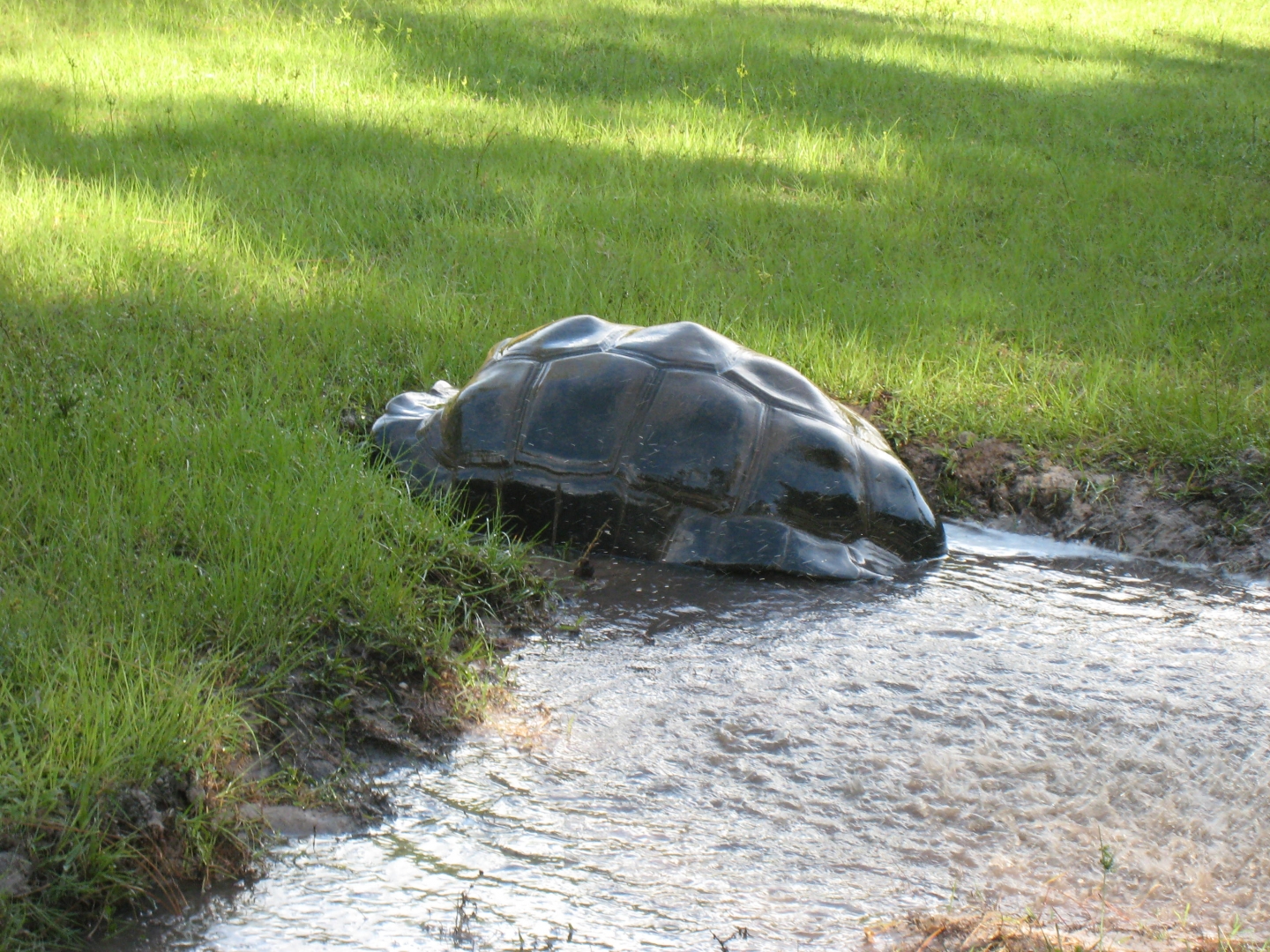 ALDABRA BREEDER