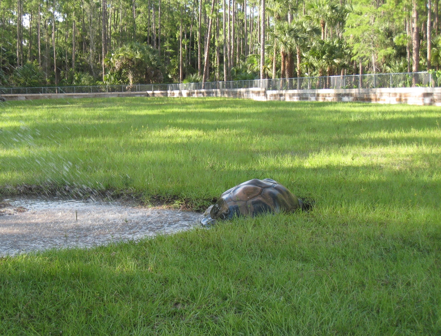 ALDABRA BREEDER