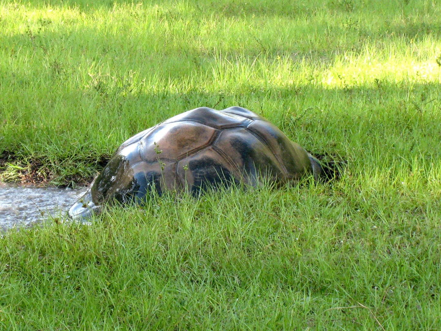 ALDABRA BREEDER