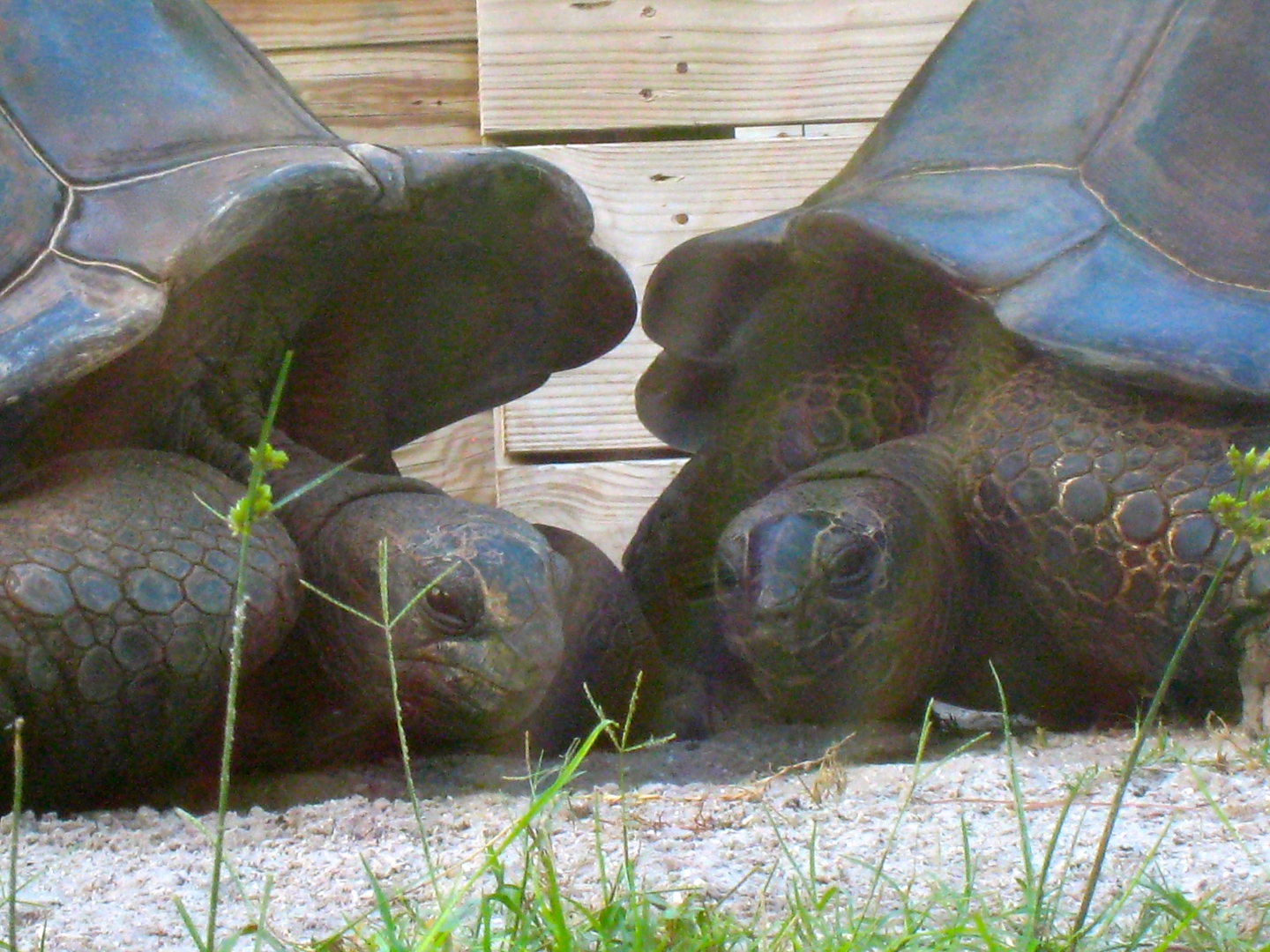 ALDABRA BREEDER