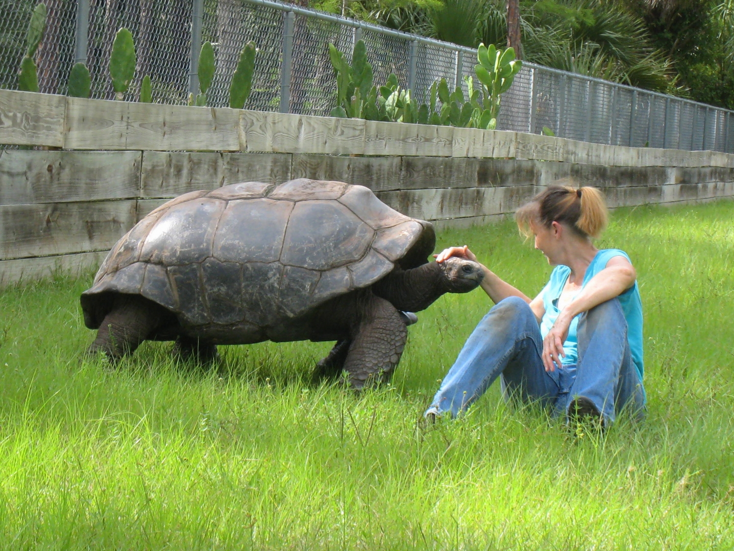 ALDABRA BREEDER