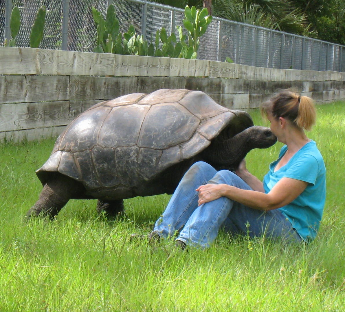 ALDABRA BREEDER
