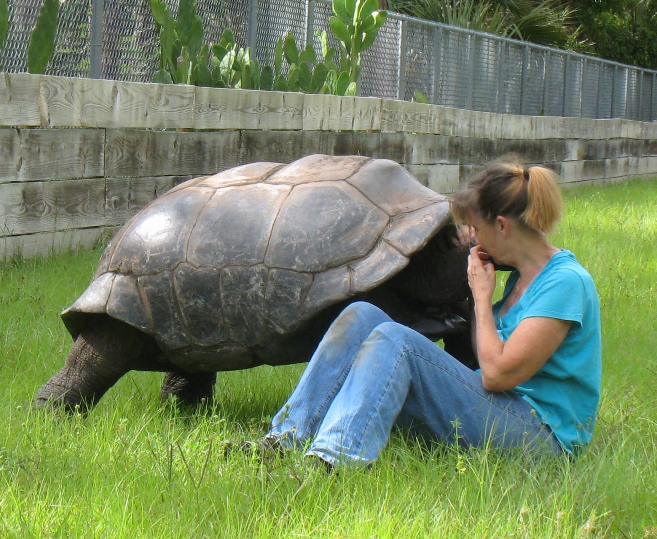 ALDABRA BREEDER