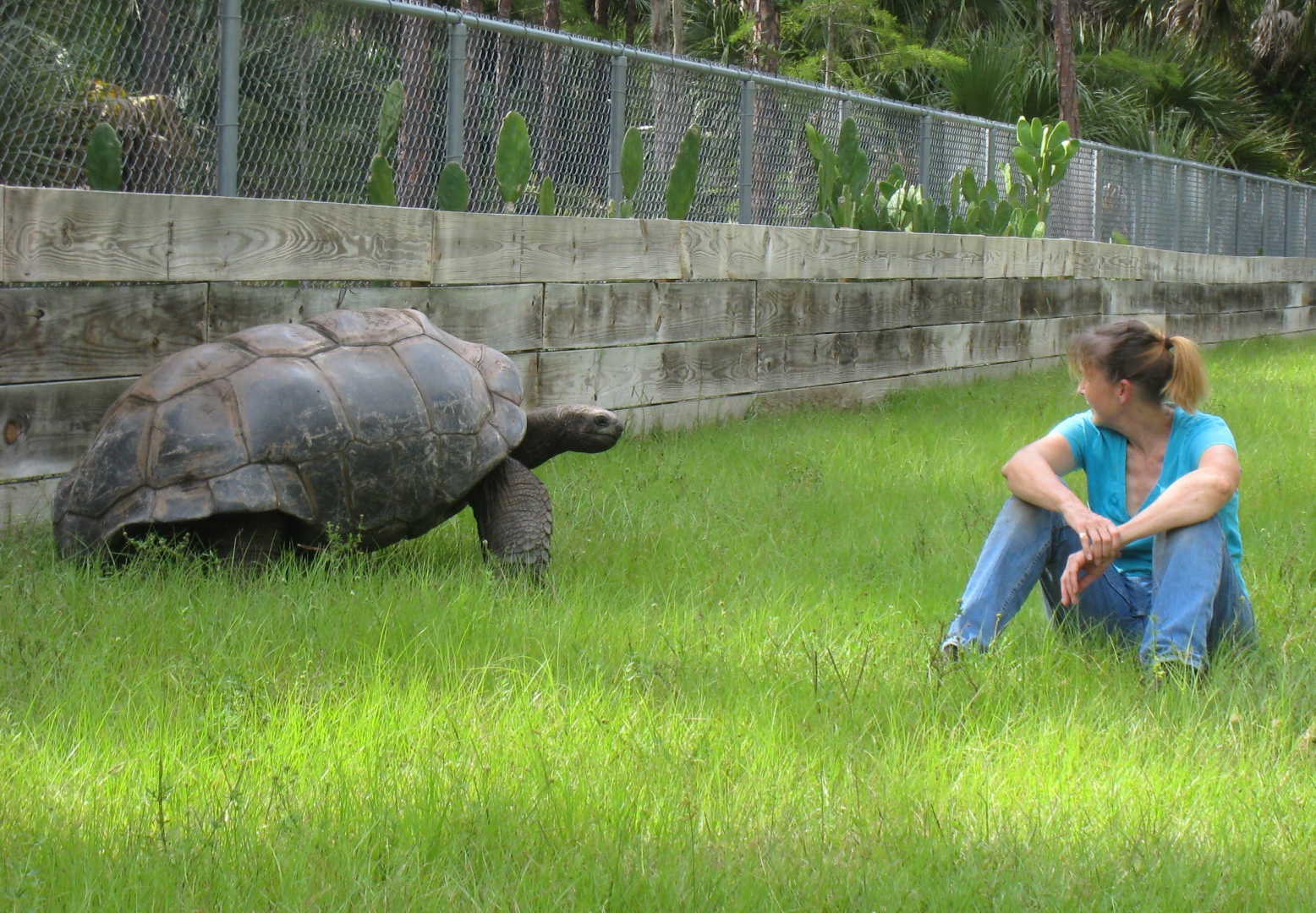 ALDABRA BREEDER