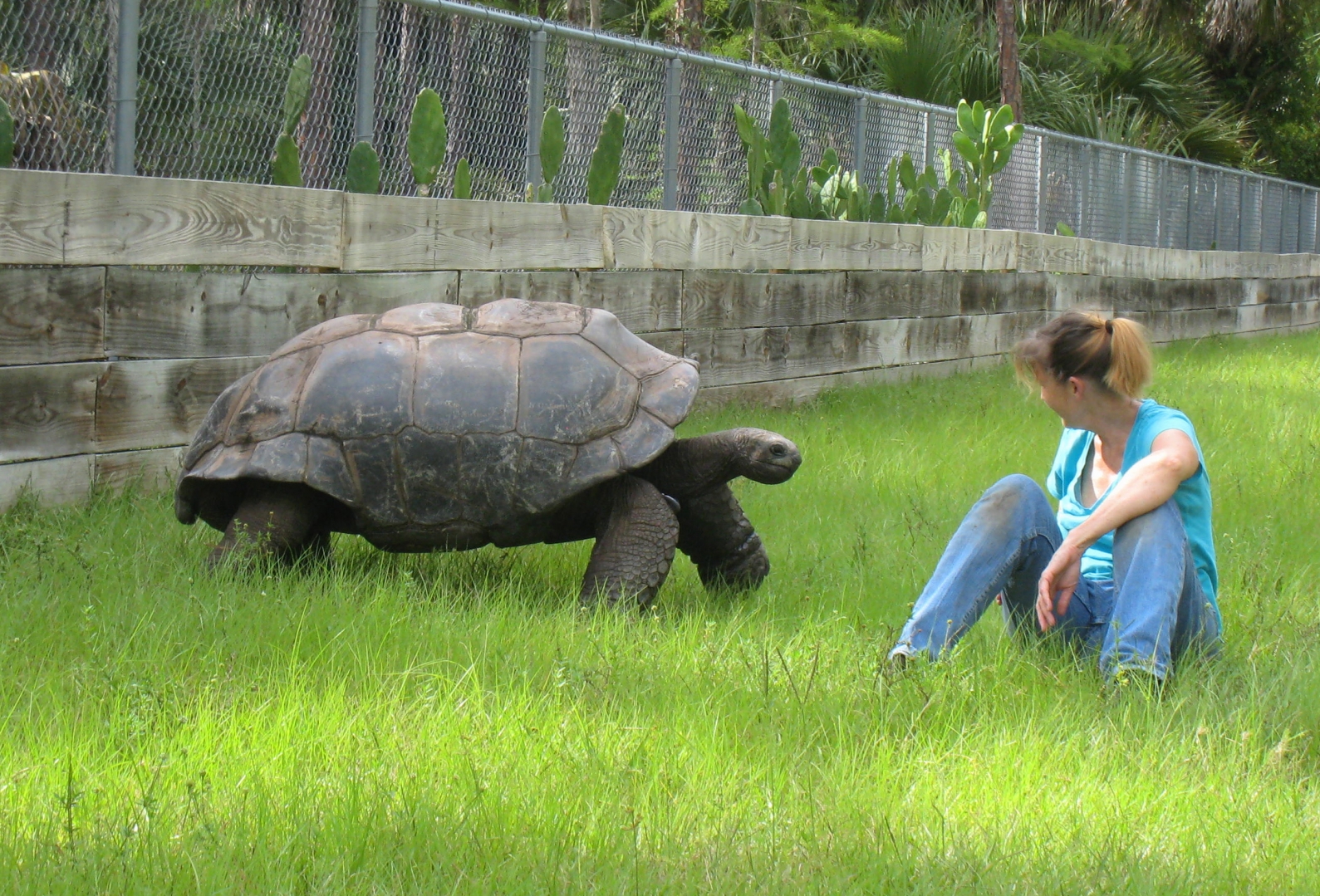 ALDABRA BREEDER