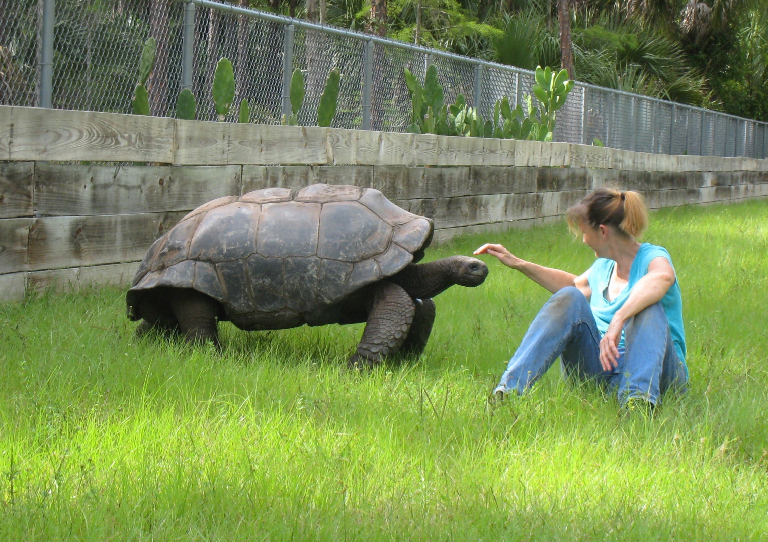 ALDABRA BREEDER