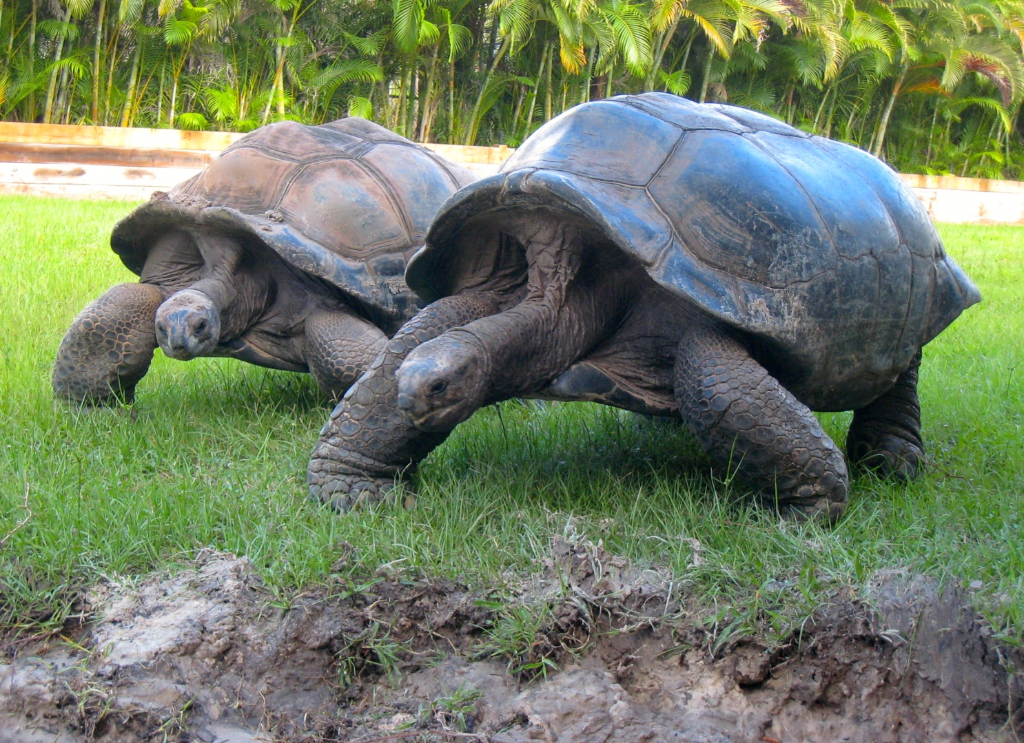 ALDABRA BREEDER