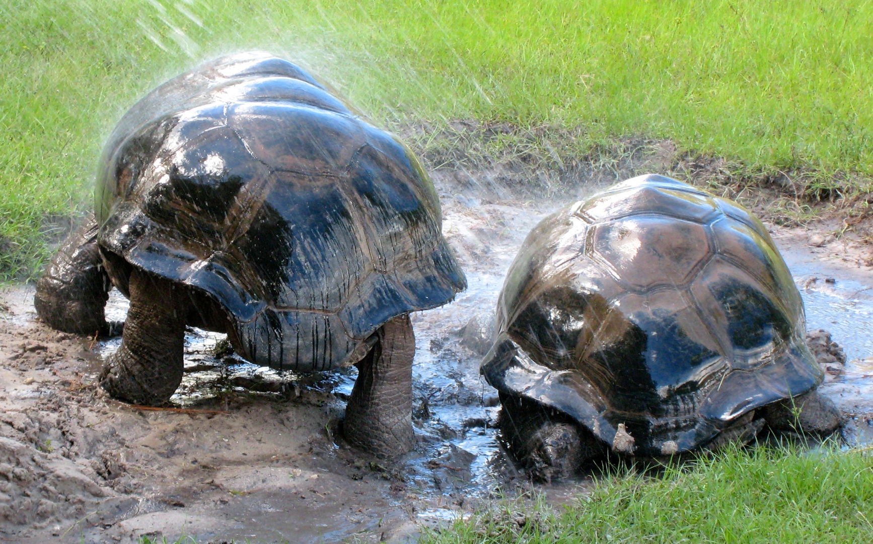 ALDABRA BREEDER