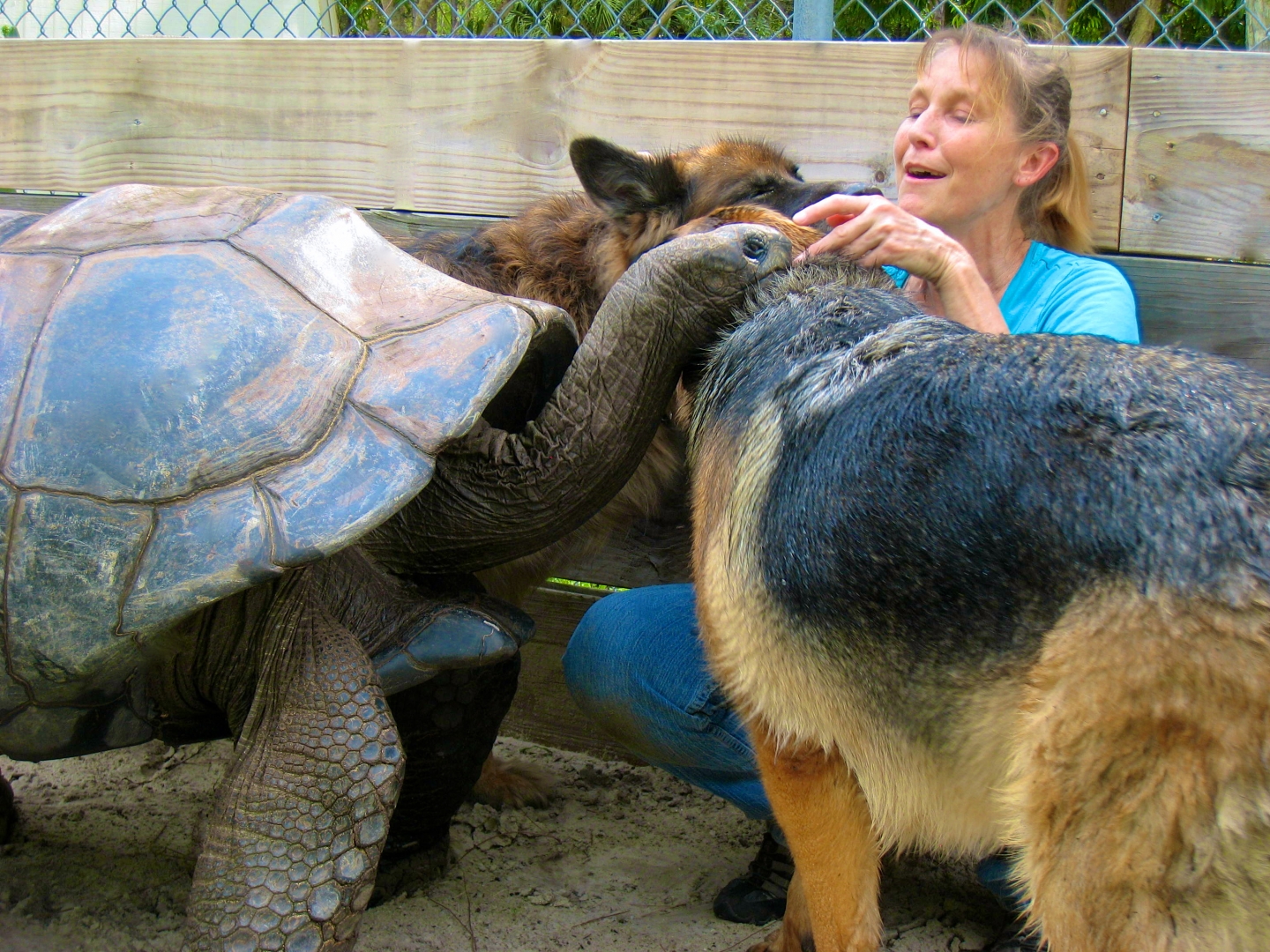 ALDABRA BREEDER