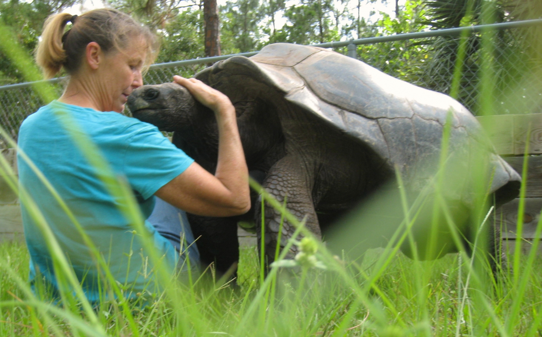 ALDABRA BREEDER