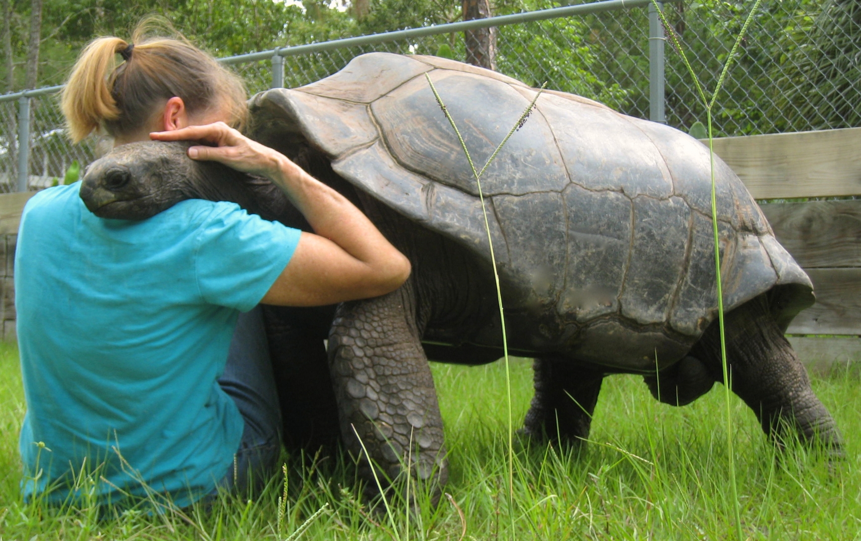 ALDABRA BREEDER