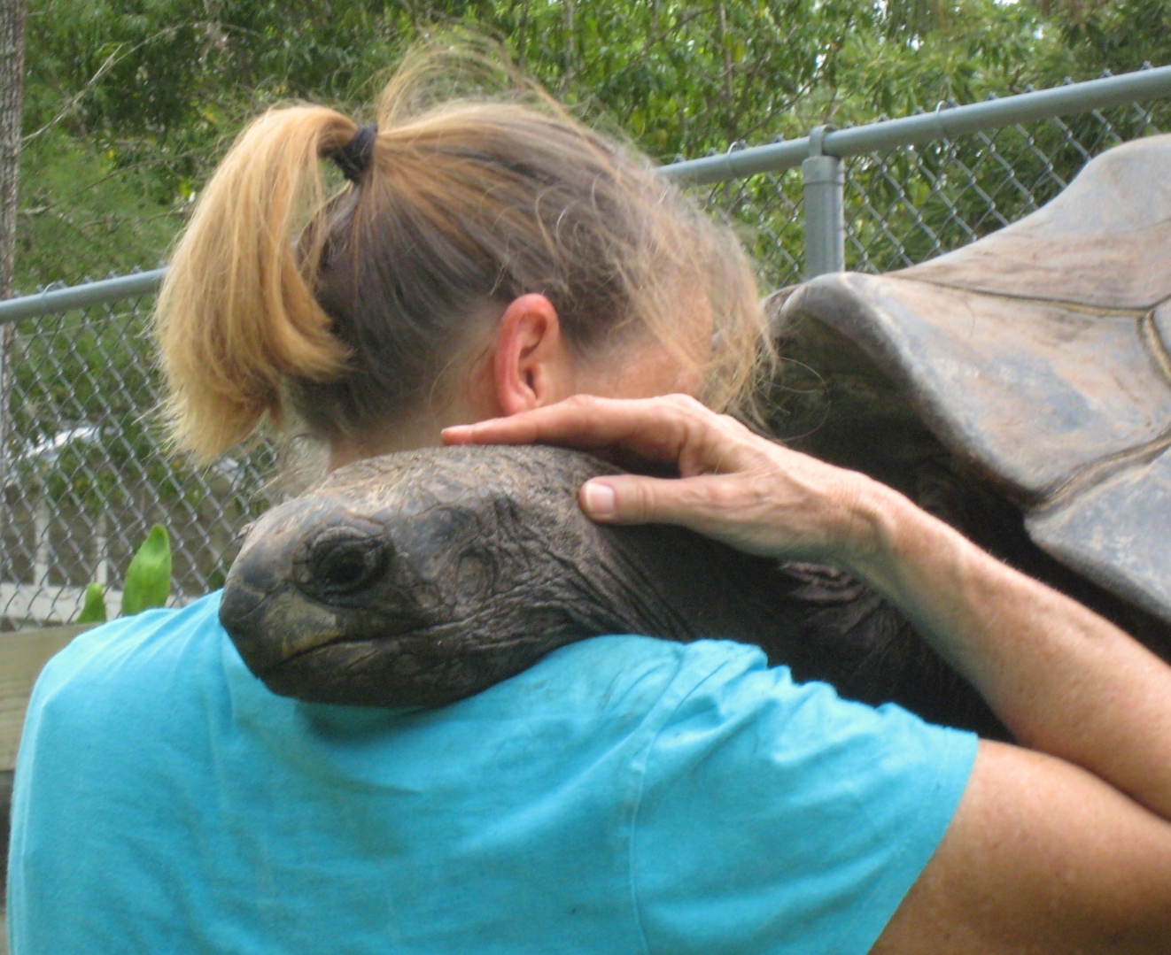 ALDABRA BREEDER