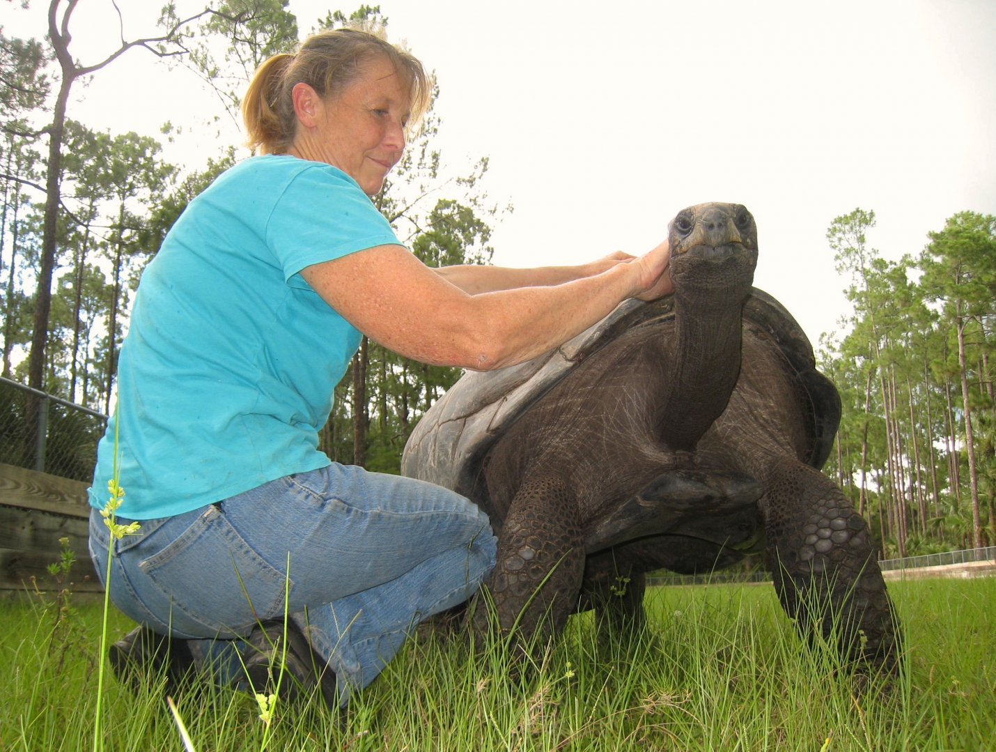 ALDABRA BREEDER