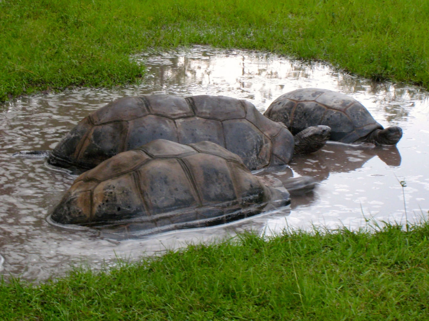 ALDABRA BREEDER