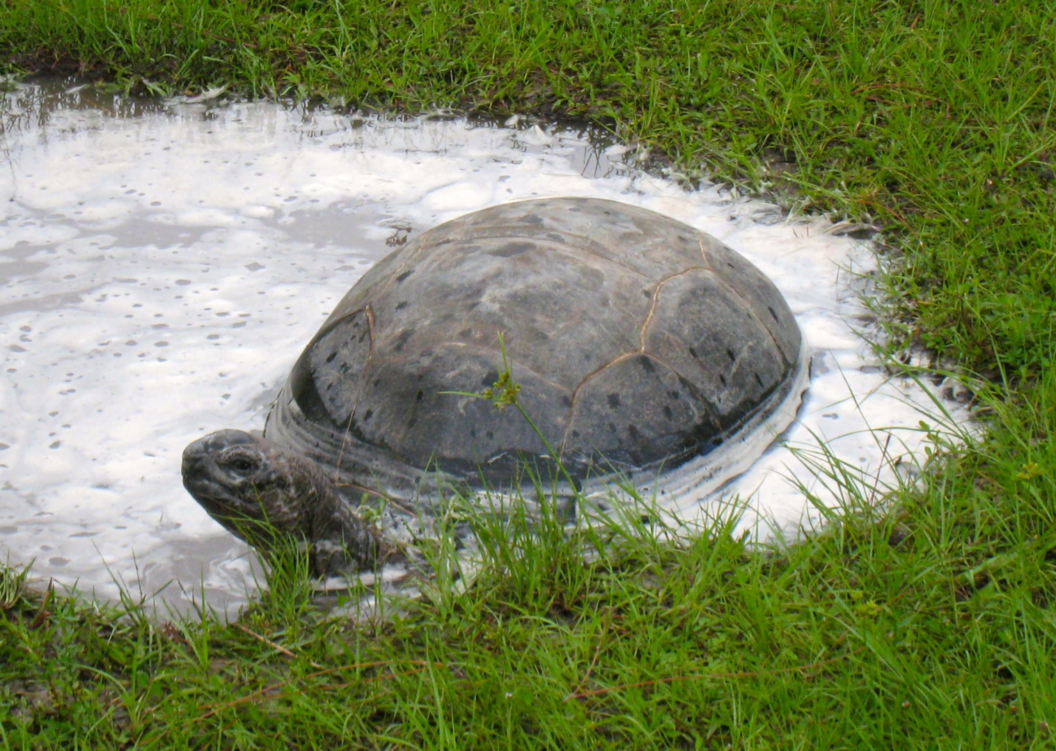 ALDABRA BREEDER