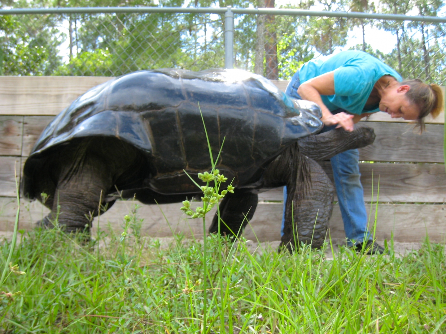 ALDABRA BREEDER