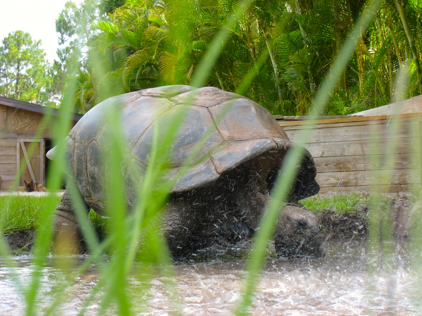ALDABRA BREEDER