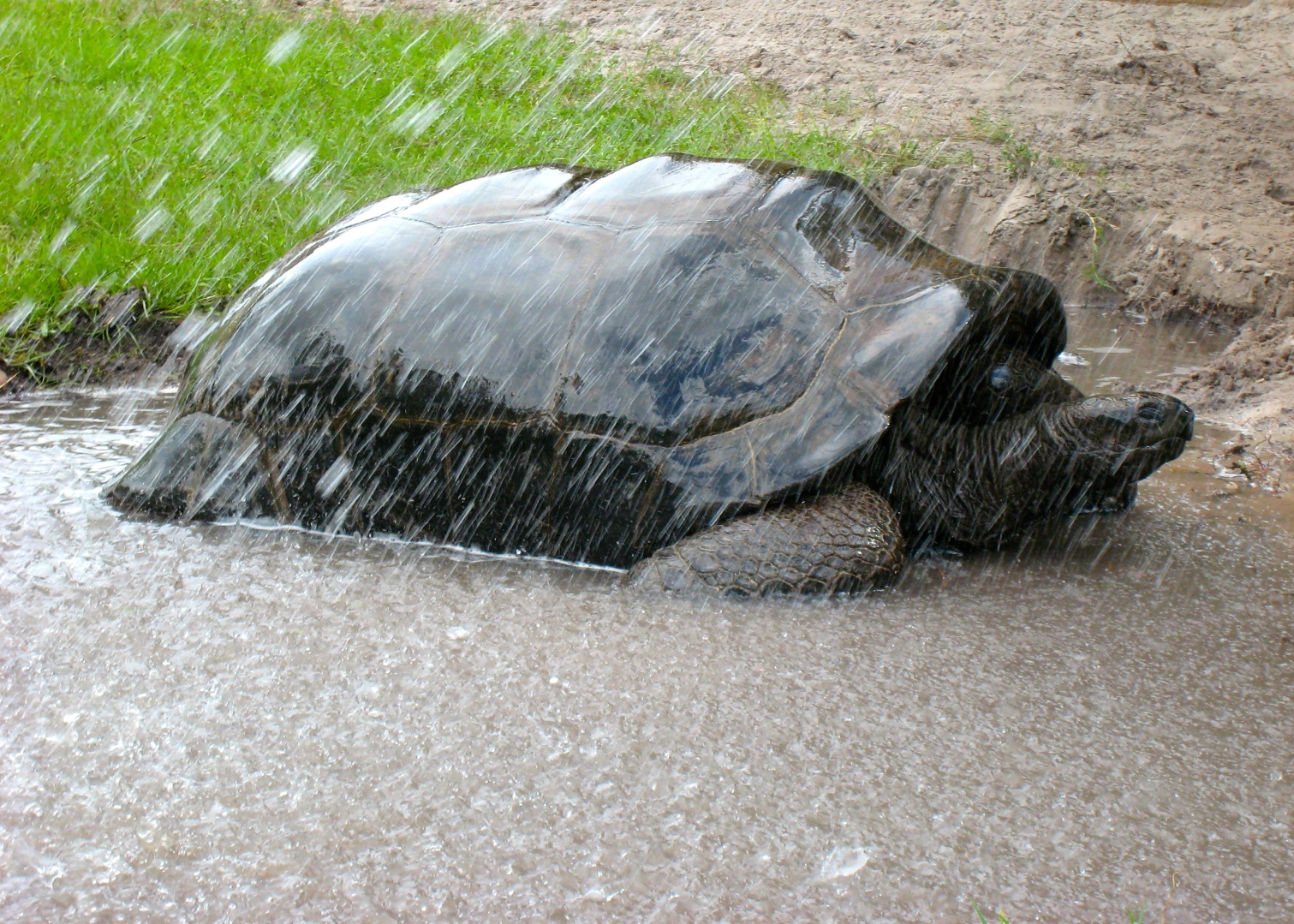 ALDABRA BREEDER