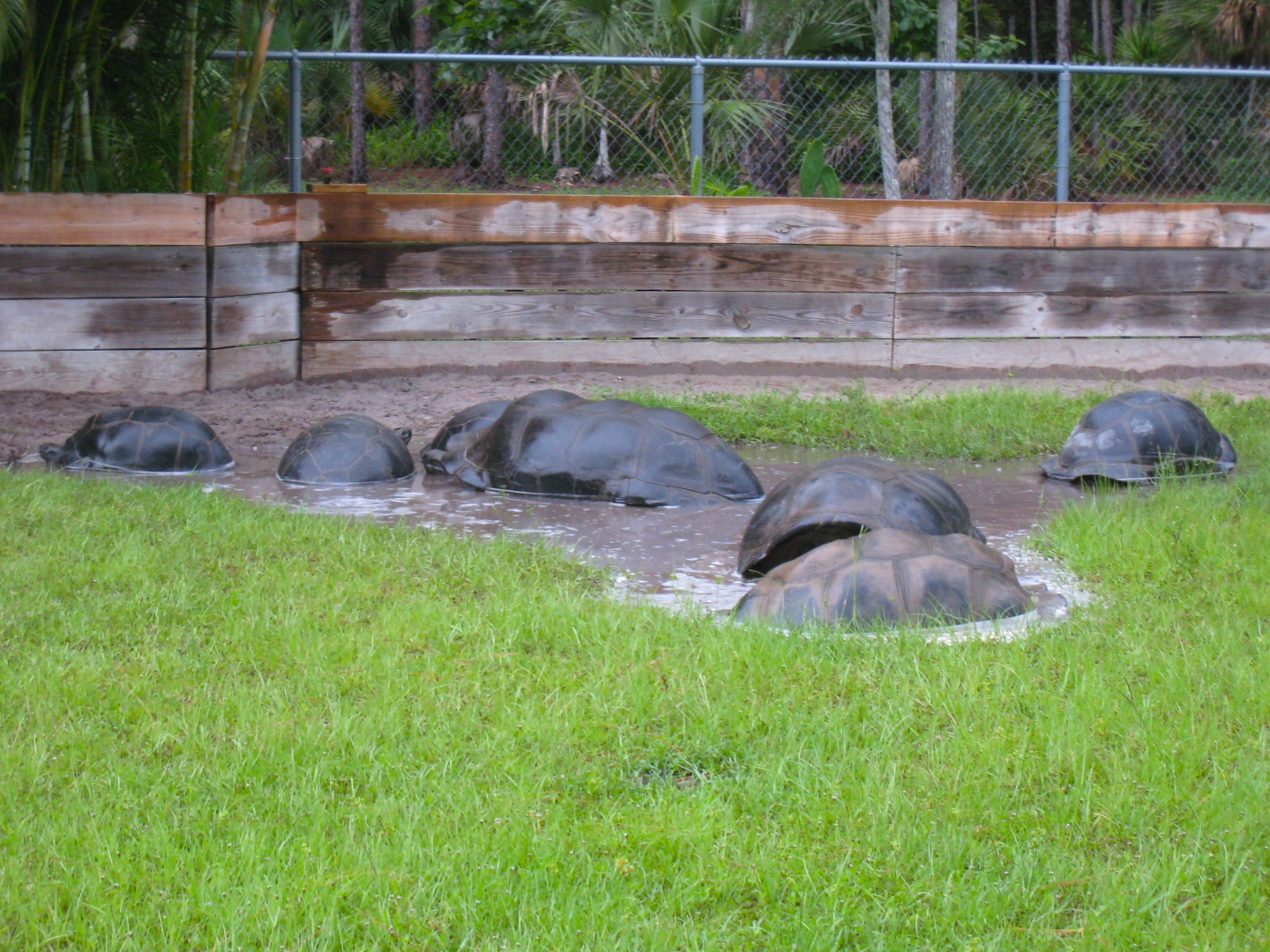 ALDABRA BREEDER