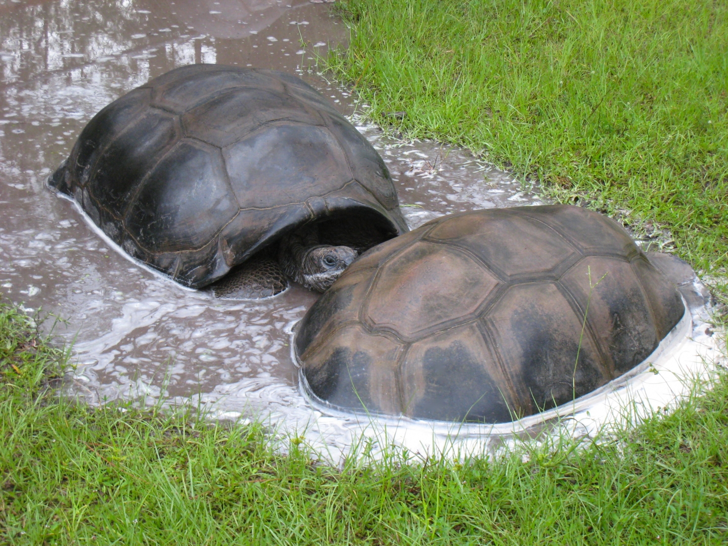 ALDABRA BREEDER