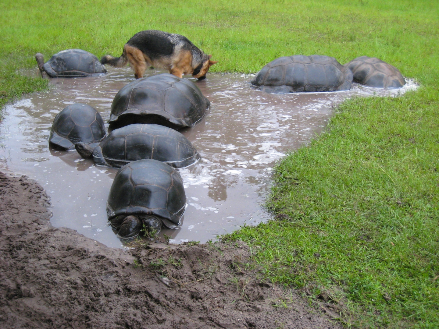 ALDABRA BREEDER