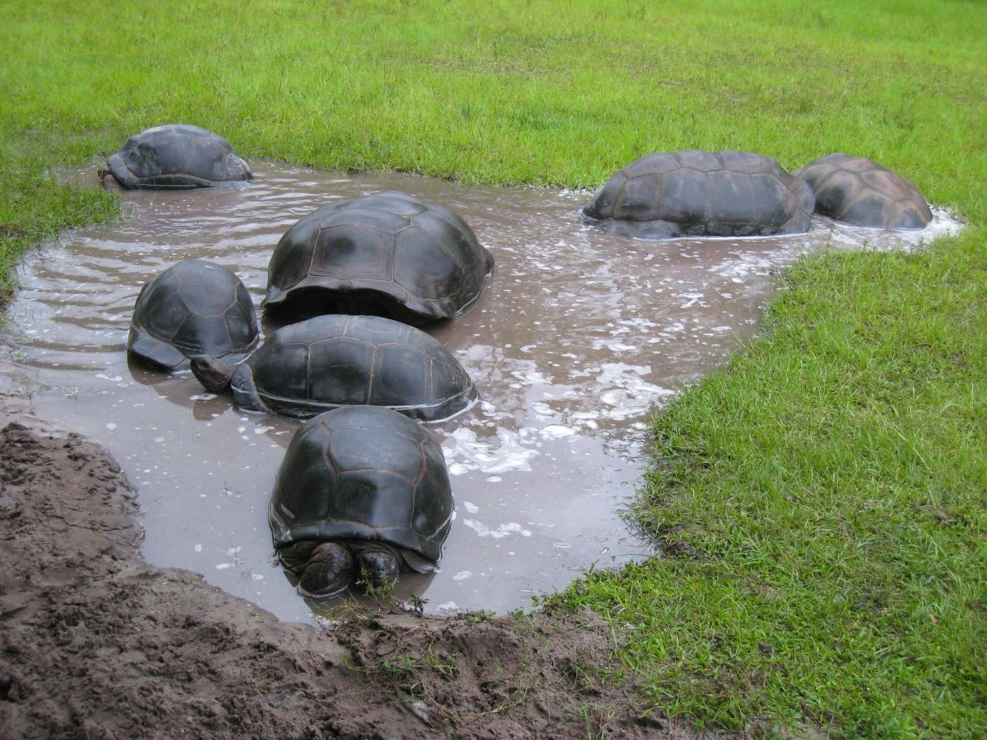 ALDABRA BREEDER