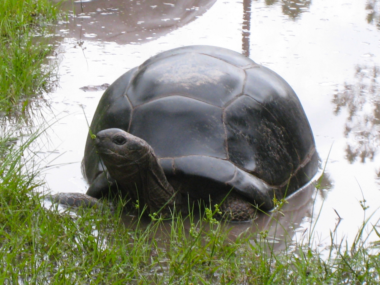ALDABRA BREEDER