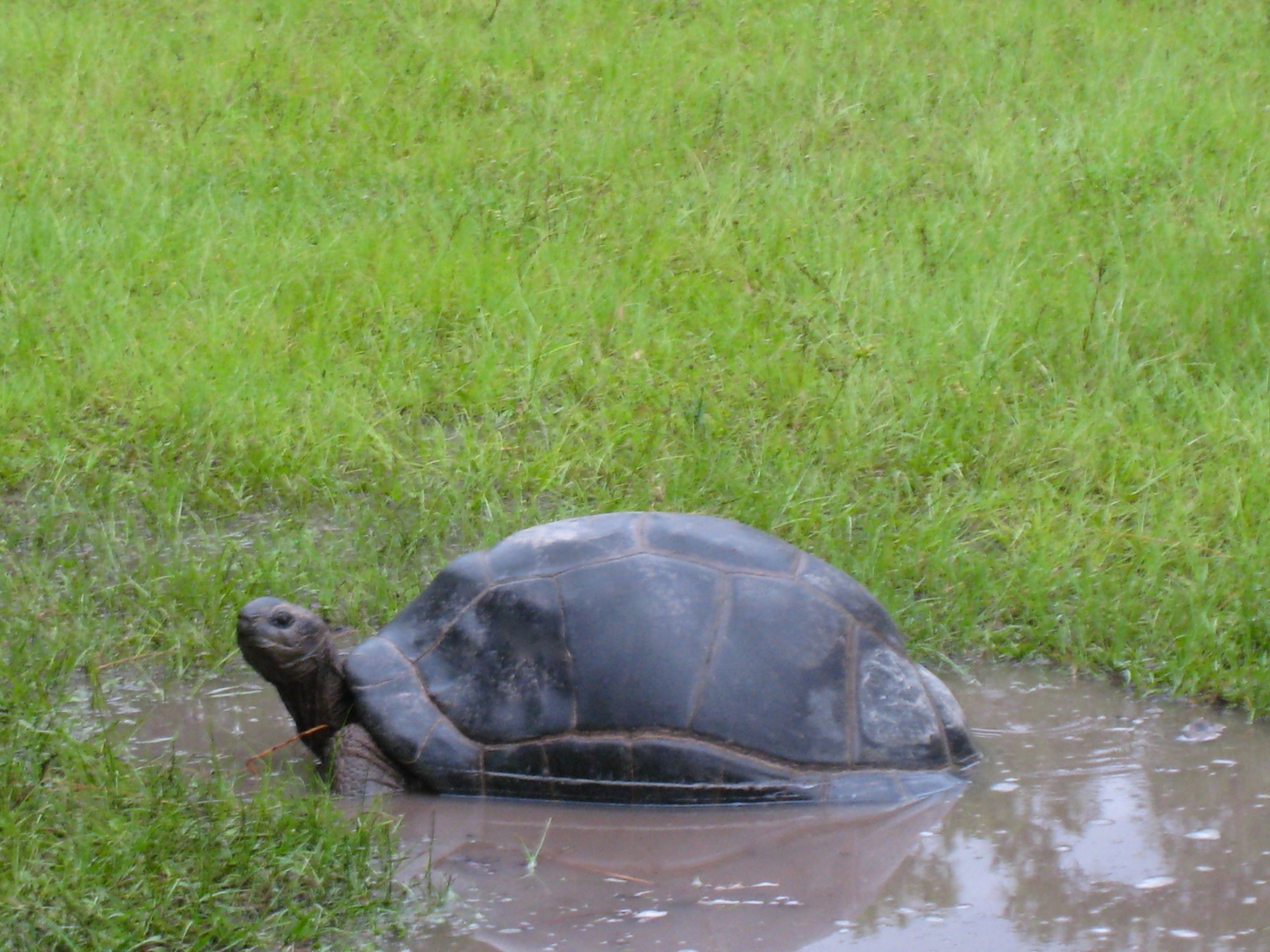 ALDABRA BREEDER