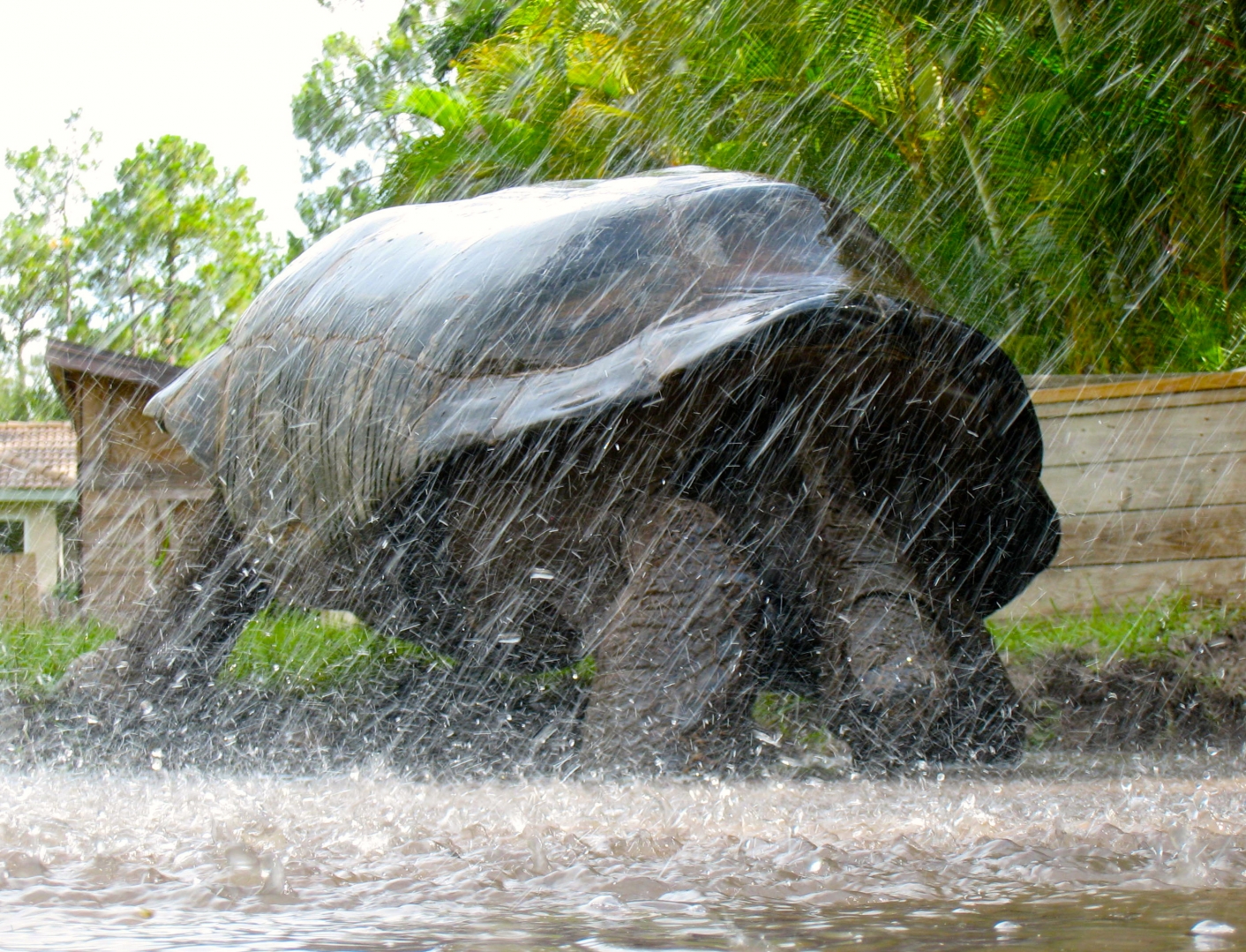 ALDABRA BREEDER